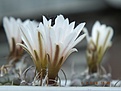 Нажмите на изображение для увеличения.

Название:	T. polaskii SB 269.jpg
Просмотров:	627
Размер:	71.5 Кб
ID:	457588