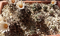 Нажмите на изображение для увеличения.   Название:	MG#1298- Turbinicarpus schwarzii.jpg  Просмотров:	0  Размер:	223.0 Кб  ID:	458201