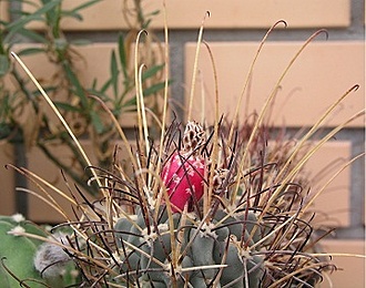Нажмите на изображение для увеличения.

Название:	Glandulicactus uncinatus.JPG
Просмотров:	1547
Размер:	47.1 Кб
ID:	458219