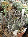 Нажмите на изображение для увеличения.

Название:	Astrophytum capricorne major.JPG
Просмотров:	1008
Размер:	236.8 Кб
ID:	461249