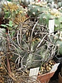 Нажмите на изображение для увеличения.

Название:	Astrophytum capricorne major.JPG
Просмотров:	977
Размер:	236.8 Кб
ID:	461249