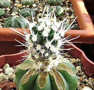 Нажмите на изображение для увеличения.   Название:	Sclerocactus-spinosior.jpg  Просмотров:	2  Размер:	292.7 Кб  ID:	461267