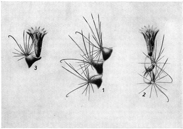 Нажмите на изображение для увеличения.   Название:	Ancistrocactus_brevihamatus_1.png  Просмотров:	3  Размер:	129.1 Кб  ID:	461285