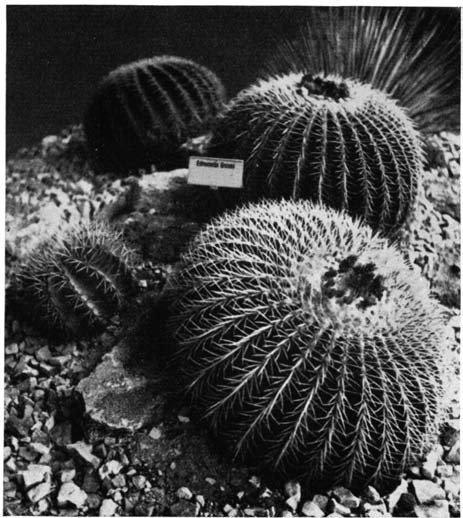 Нажмите на изображение для увеличения.   Название:	Echinocactus_grusonii.png  Просмотров:	0  Размер:	166.0 Кб  ID:	461305