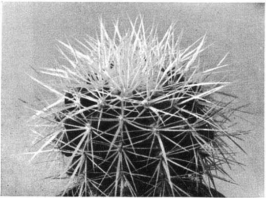 Нажмите на изображение для увеличения.   Название:	Echinocactus_grusonii_4.png  Просмотров:	0  Размер:	133.1 Кб  ID:	461307