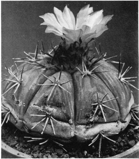 Нажмите на изображение для увеличения.   Название:	Echinocactus_horizonthalonius.png  Просмотров:	0  Размер:	143.8 Кб  ID:	461313