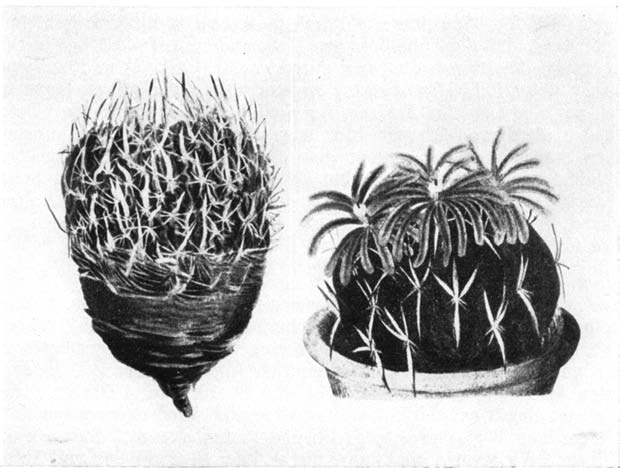 Нажмите на изображение для увеличения.   Название:	Echinofossulocactus_1.png  Просмотров:	0  Размер:	153.5 Кб  ID:	461460