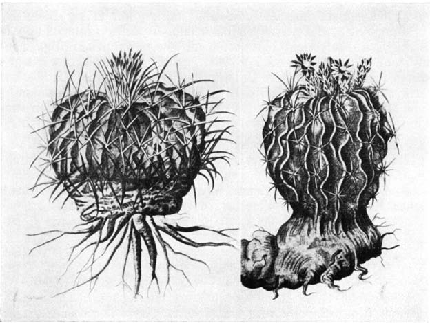 Нажмите на изображение для увеличения.   Название:	Echinofossulocactus_2.png  Просмотров:	0  Размер:	178.9 Кб  ID:	461461