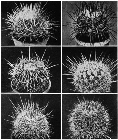 Нажмите на изображение для увеличения.   Название:	Echinofossulocactus_4.png  Просмотров:	0  Размер:	169.4 Кб  ID:	461466