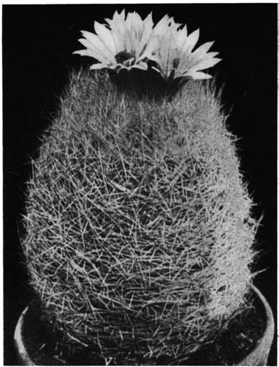 Нажмите на изображение для увеличения.   Название:	Echinocactus_krausei.png  Просмотров:	5  Размер:	118.5 Кб  ID:	461511