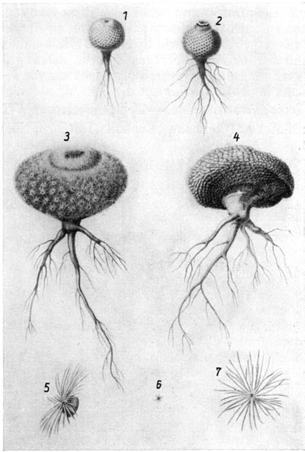 Нажмите на изображение для увеличения.

Название:	Epithelantha_micromeris.png
Просмотров:	668
Размер:	148.5 Кб
ID:	461614