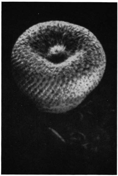 Нажмите на изображение для увеличения.

Название:	Epithelantha_micromeris_2.png
Просмотров:	172
Размер:	87.6 Кб
ID:	461615