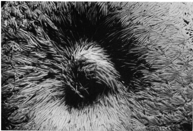 Нажмите на изображение для увеличения.

Название:	Epithelantha_micromeris_3.png
Просмотров:	171
Размер:	200.4 Кб
ID:	461616