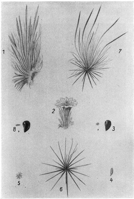 Нажмите на изображение для увеличения.

Название:	Epithelantha_micromeris_1.png
Просмотров:	174
Размер:	155.8 Кб
ID:	461617