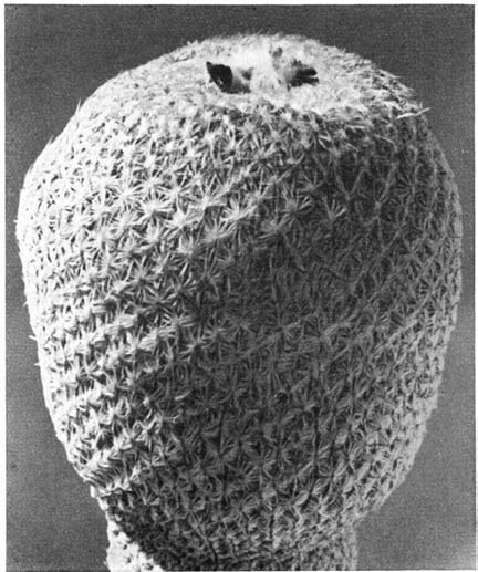 Нажмите на изображение для увеличения.

Название:	Epithelantha_micromeris_4.png
Просмотров:	171
Размер:	154.0 Кб
ID:	461618