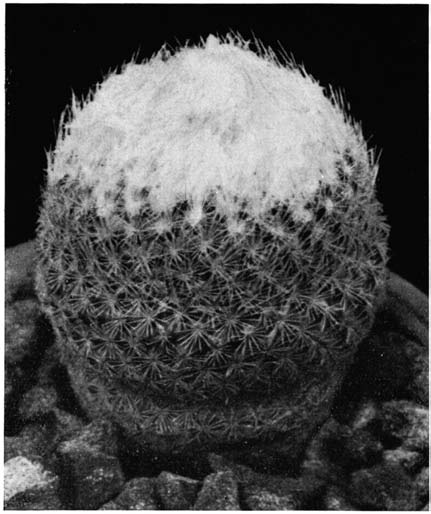 Нажмите на изображение для увеличения.

Название:	Epithelantha_micromeris_5.png
Просмотров:	169
Размер:	120.4 Кб
ID:	461619