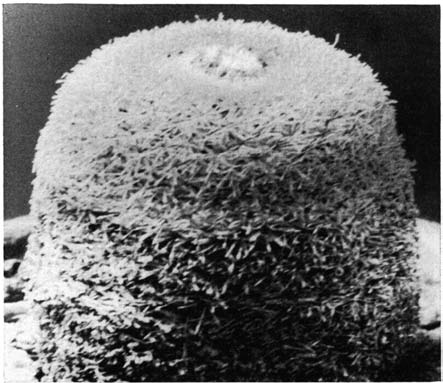 Нажмите на изображение для увеличения.

Название:	Epithelantha_micromeris_v_densispina.png
Просмотров:	188
Размер:	112.9 Кб
ID:	461620