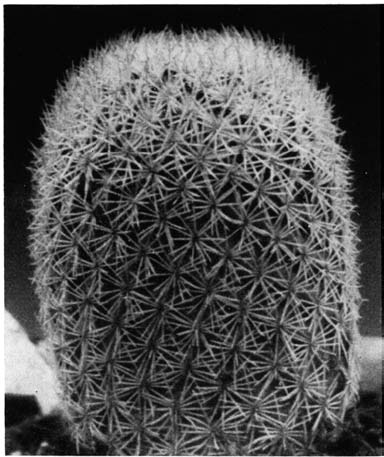 Нажмите на изображение для увеличения.

Название:	Epithelantha_micromeris_v_densispina_1.png
Просмотров:	171
Размер:	111.4 Кб
ID:	461621