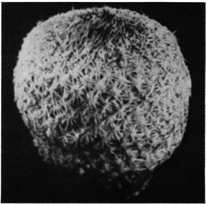 Нажмите на изображение для увеличения.

Название:	Epithelantha_micromeris_v_rufispina.png
Просмотров:	171
Размер:	85.9 Кб
ID:	461622