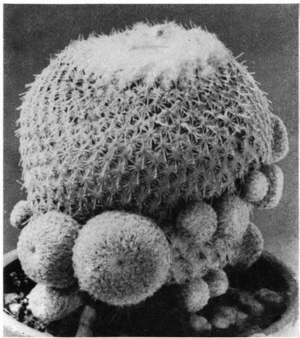 Нажмите на изображение для увеличения.

Название:	Epithelantha_micromeris_v_greggii.png
Просмотров:	171
Размер:	138.1 Кб
ID:	461623