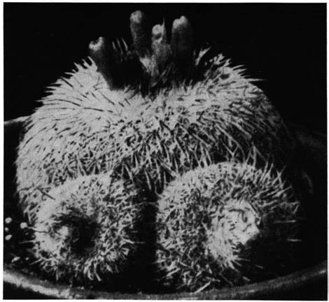 Нажмите на изображение для увеличения.

Название:	Epithelantha_micromeris_v_unguispina.png
Просмотров:	237
Размер:	103.4 Кб
ID:	461625
