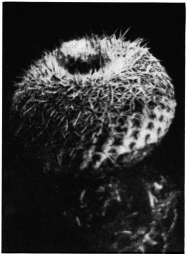 Нажмите на изображение для увеличения.

Название:	Epithelantha_micromeris_v_unguispina_1.png
Просмотров:	169
Размер:	90.4 Кб
ID:	461626