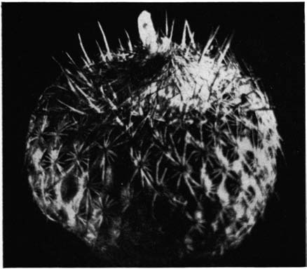 Нажмите на изображение для увеличения.

Название:	Epithelantha_micromeris_v_unguispina_2.png
Просмотров:	194
Размер:	77.6 Кб
ID:	461627