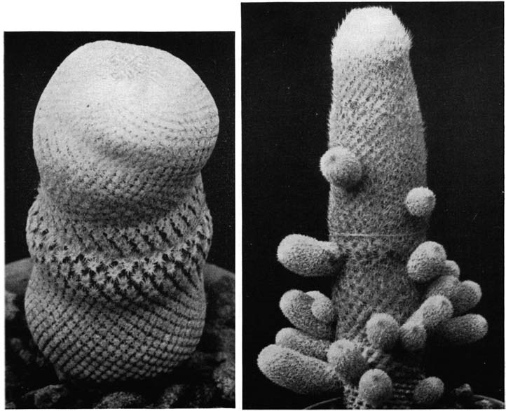Нажмите на изображение для увеличения.

Название:	Epithelantha_pachyrhiza_v_elongata_1.png
Просмотров:	171
Размер:	223.3 Кб
ID:	461632