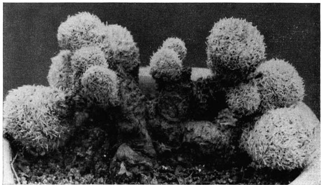 Нажмите на изображение для увеличения.

Название:	Epithelantha_polycephala.png
Просмотров:	173
Размер:	150.6 Кб
ID:	461633