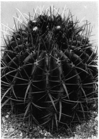 Нажмите на изображение для увеличения.   Название:	Ferocactus_stainesii_v_haematacanthus.png  Просмотров:	10  Размер:	128.0 Кб  ID:	461650