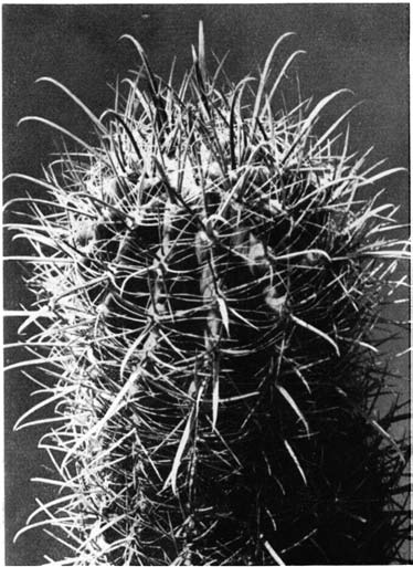 Нажмите на изображение для увеличения.   Название:	Ferocactus_acanthodes_1.png  Просмотров:	60  Размер:	141.0 Кб  ID:	461658