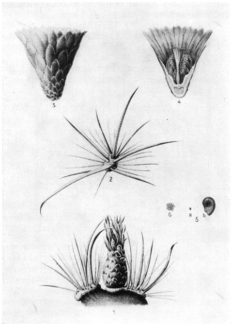 Нажмите на изображение для увеличения.   Название:	Ferocactus_acanthodes_v_lecontei.png  Просмотров:	17  Размер:	152.8 Кб  ID:	461662