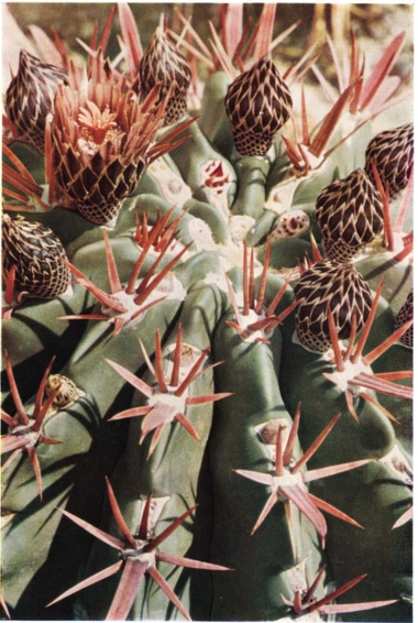 Нажмите на изображение для увеличения.   Название:	Ferocactus_latispinus.png  Просмотров:	18  Размер:	459.9 Кб  ID:	461668