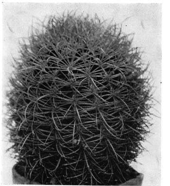Нажмите на изображение для увеличения.   Название:	Ferocactus__johnstonianus.png  Просмотров:	12  Размер:	85.3 Кб  ID:	461762