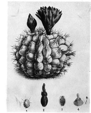 Нажмите на изображение для увеличения.   Название:	Ferocactus__robustus.png  Просмотров:	10  Размер:	68.0 Кб  ID:	461763