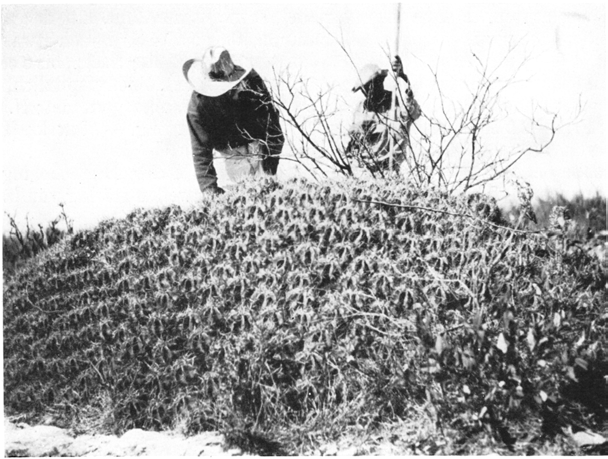 Нажмите на изображение для увеличения.   Название:	Ferocactus_robustus__2.png  Просмотров:	9  Размер:	182.1 Кб  ID:	461765