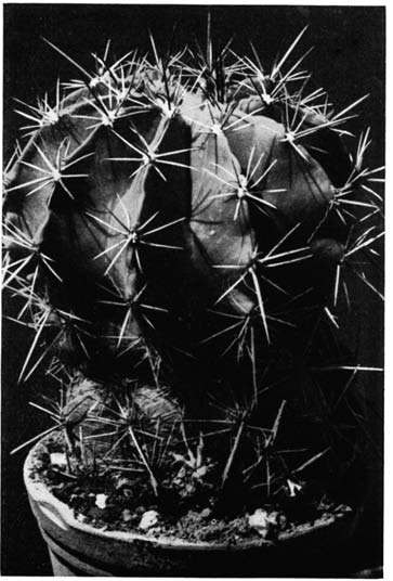 Нажмите на изображение для увеличения.   Название:	Ferocactus__flavovirens.png  Просмотров:	9  Размер:	120.1 Кб  ID:	461766