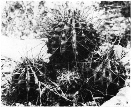 Нажмите на изображение для увеличения.   Название:	Ferocactus__victoriensis.png  Просмотров:	9  Размер:	144.0 Кб  ID:	461767