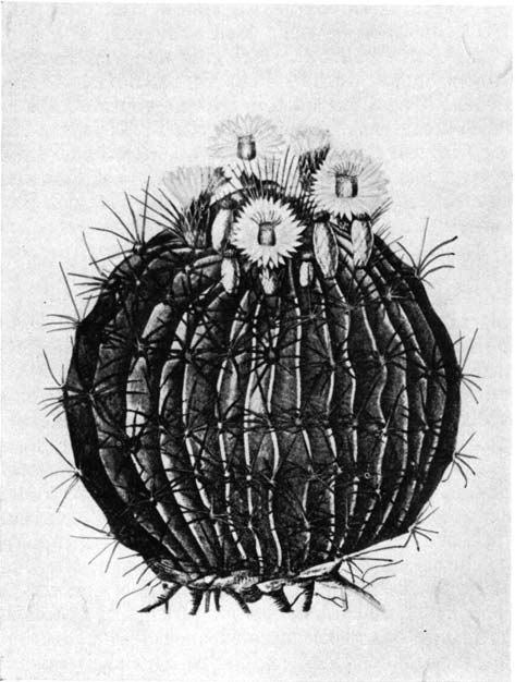 Нажмите на изображение для увеличения.   Название:	Echinocactus_melocactiformis.png  Просмотров:	45  Размер:	178.7 Кб  ID:	461802