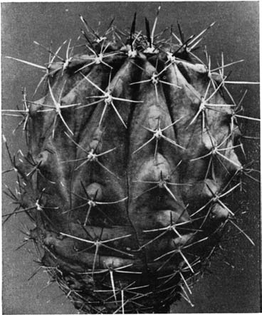 Нажмите на изображение для увеличения.   Название:	Ferocactus_pottsii.png  Просмотров:	16  Размер:	110.7 Кб  ID:	461809