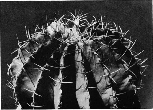 Нажмите на изображение для увеличения.   Название:	Ferocactus_schwarzii.png  Просмотров:	15  Размер:	116.1 Кб  ID:	461810