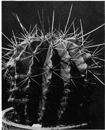 Нажмите на изображение для увеличения.   Название:	Ferocactus_alamosanus.png  Просмотров:	15  Размер:	96.6 Кб  ID:	461811