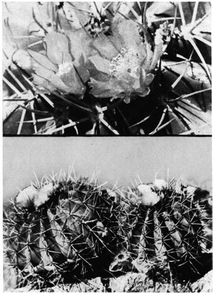 Нажмите на изображение для увеличения.   Название:	Ferocactus_alamosanus_v_platygonus.png  Просмотров:	15  Размер:	166.5 Кб  ID:	461813