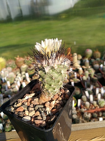Нажмите на изображение для увеличения.

Название:	GYMNOCACTUS_gielsdorfianus_4.jpg
Просмотров:	521
Размер:	185.4 Кб
ID:	461860