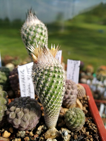 Нажмите на изображение для увеличения.

Название:	Turbinicarpus_subterraneus_v.zaragosae_1.jpg
Просмотров:	522
Размер:	171.5 Кб
ID:	461861
