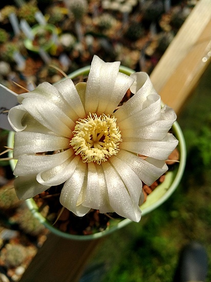 Нажмите на изображение для увеличения.

Название:	Gymnocalicium _intermedium _P 113_5.jpg
Просмотров:	516
Размер:	161.6 Кб
ID:	461870