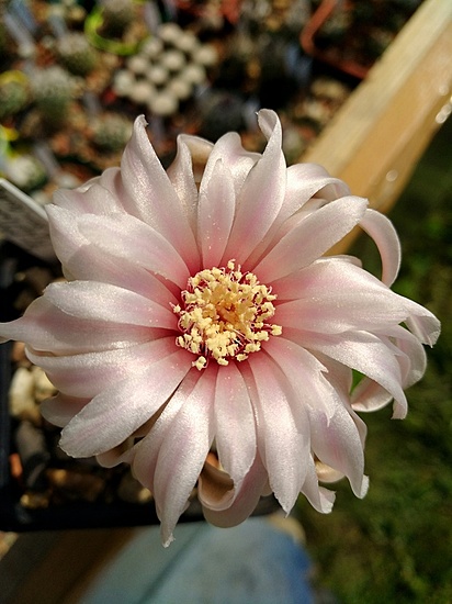 Нажмите на изображение для увеличения.

Название:	Gymnocalycium_papschii_VS 160_4.jpg
Просмотров:	521
Размер:	156.2 Кб
ID:	461867