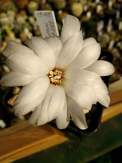 Нажмите на изображение для увеличения.

Название:	Gymnocalycium_mesopotamicum _P 241.jpg
Просмотров:	533
Размер:	128.3 Кб
ID:	461863