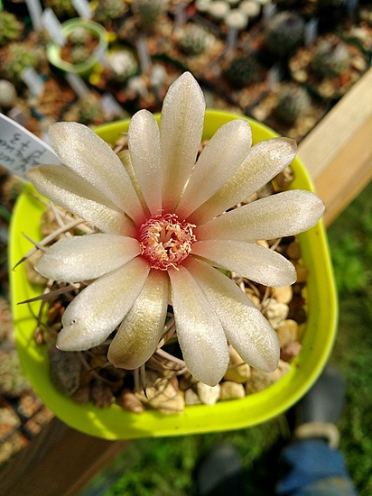 Нажмите на изображение для увеличения.

Название:	GYMNOCALYCIUM_catamarcense_P73_2.jpg
Просмотров:	515
Размер:	169.1 Кб
ID:	461872