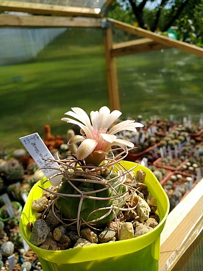 Нажмите на изображение для увеличения.

Название:	GYMNOCALYCIUM_catamarcense_P73_1 .jpg
Просмотров:	574
Размер:	184.9 Кб
ID:	461873